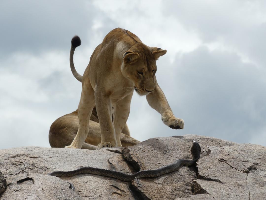 Lioness and a cobra