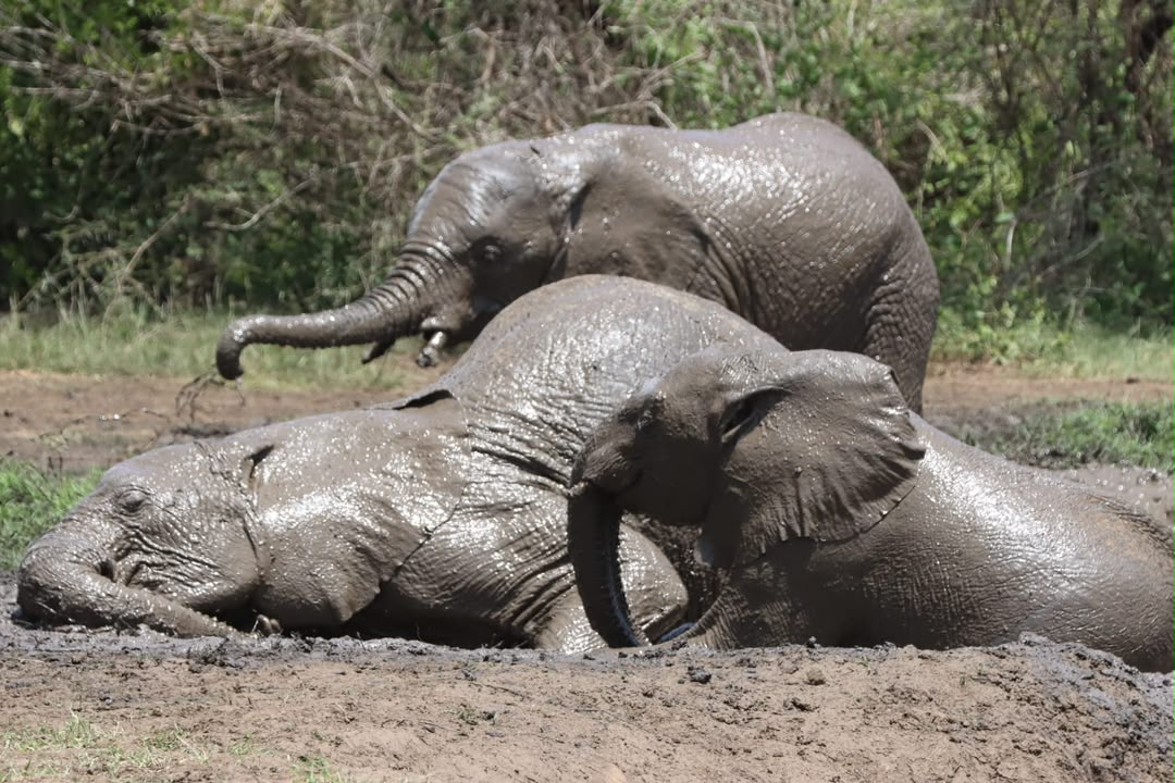 Three young African Elephants enjoying a mud bath