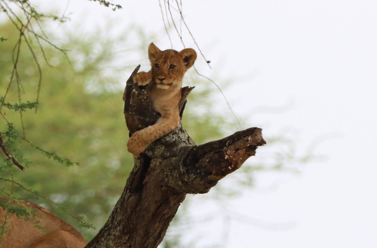 A young African lion cub resting in a tree