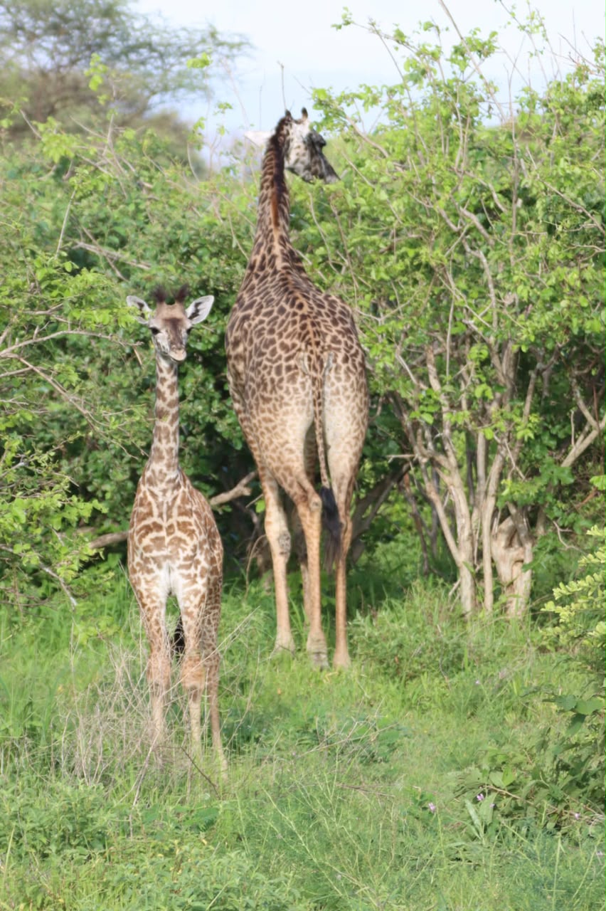 Masai giraffe mother and her calf foraging together in their natural habitat