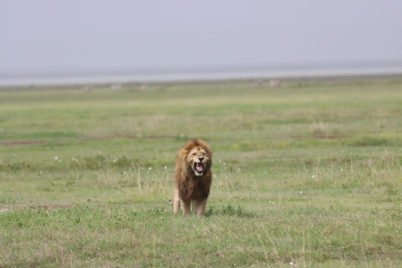 Magnificent adult male African lion roaring in its native habitat
