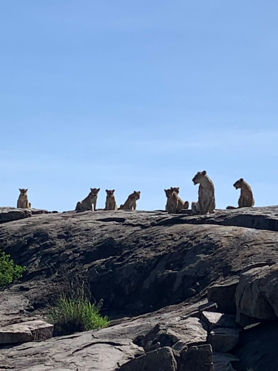 A majestic pride of lions  resting atop an ancient granite rock formation