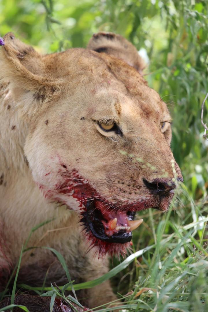 Lioness after a successful hunt