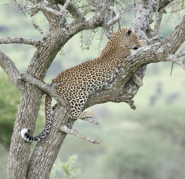 Leopard utilizing its natural arboreal habitat for safety and tracking