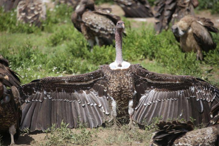 Rüppell's vulture demonstrating characteristic thermal regulation behavior on the ground
