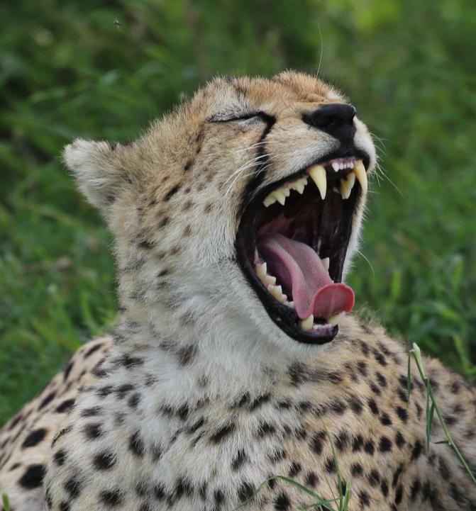 A stunning close-up cheetah yawning in the grasslands