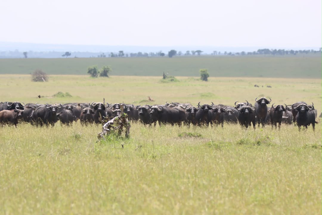 Water buffalo gathered in Tanzania grassland