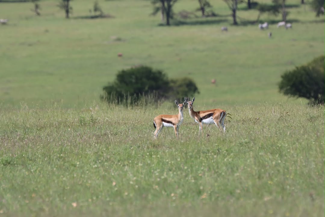 Antelopes gathered on the Tanzania plains