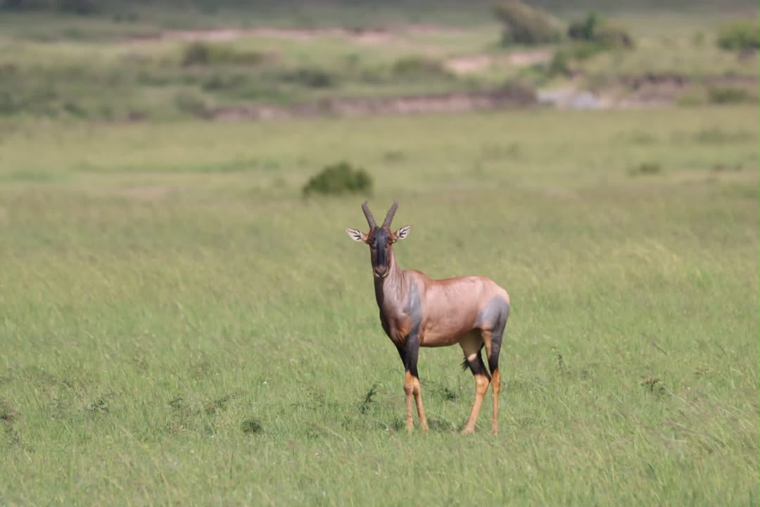 Antelope looking across the open plains