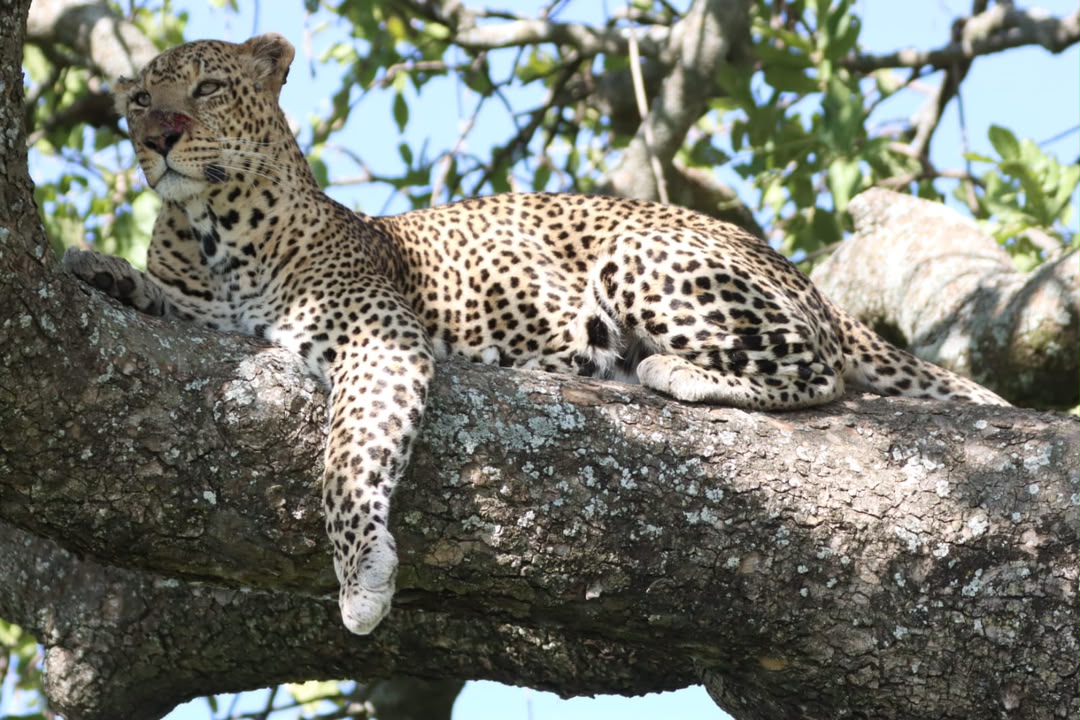 Cheetah resting in a tree