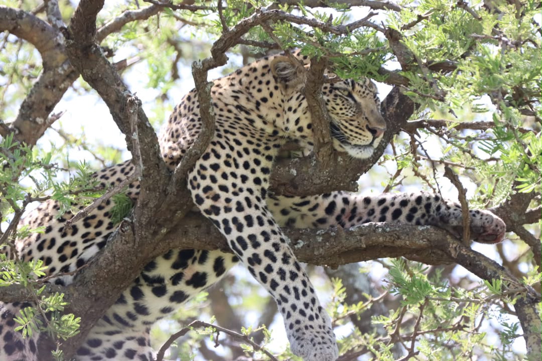 Cheetah watching from the Tanzania plains