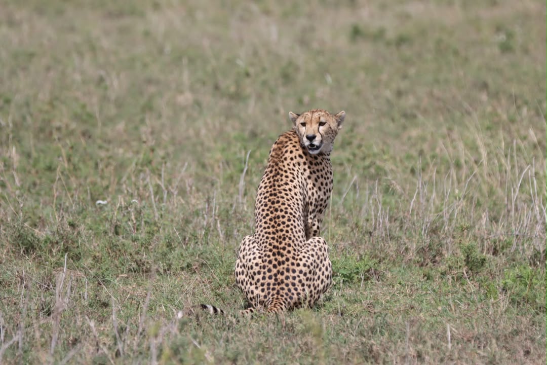 Cheetah in Tanzania grassland