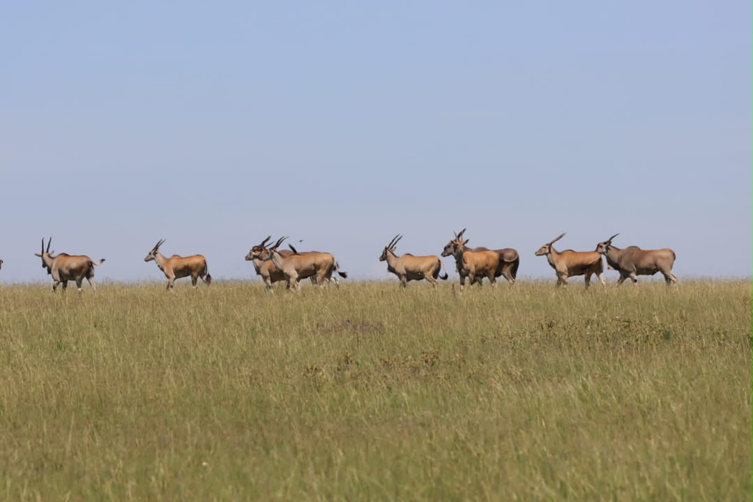 Eland herd crossing Tanzania grassland