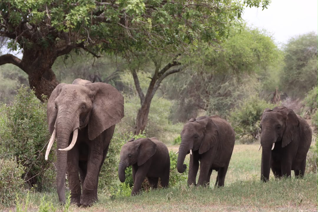 Elephant family walking through Tanzania bush