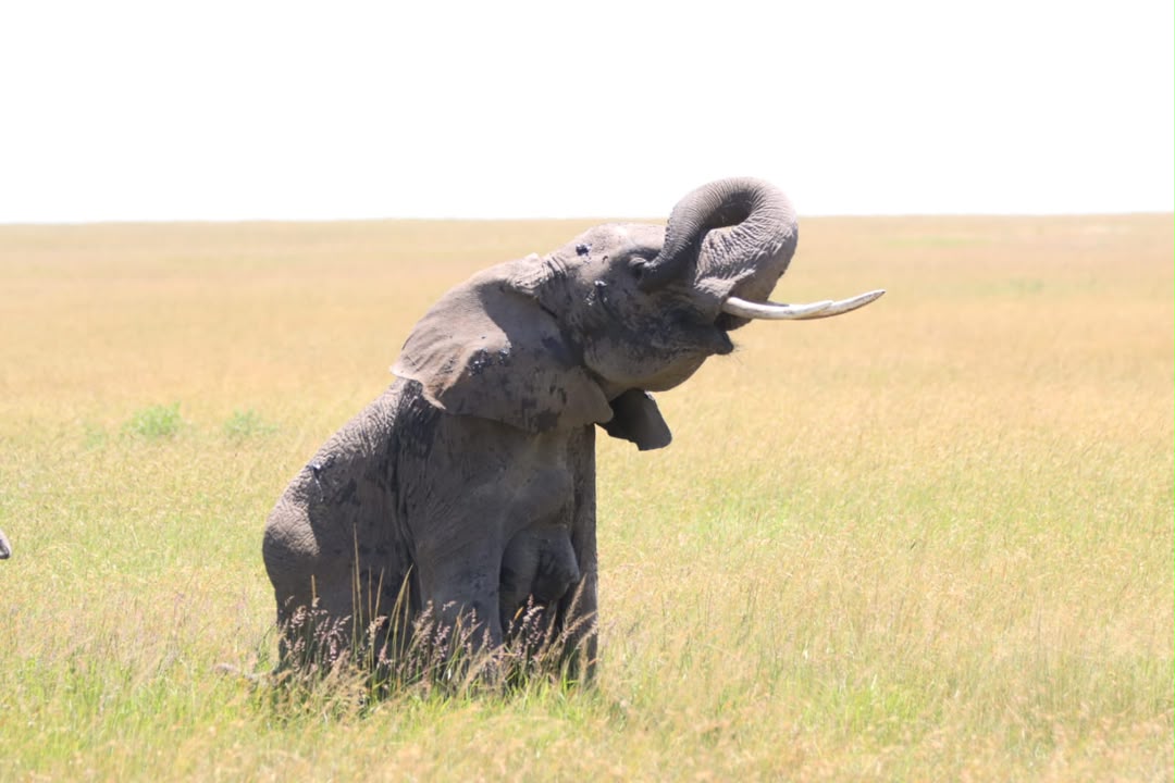Elephant walking through open Tanzania grassland