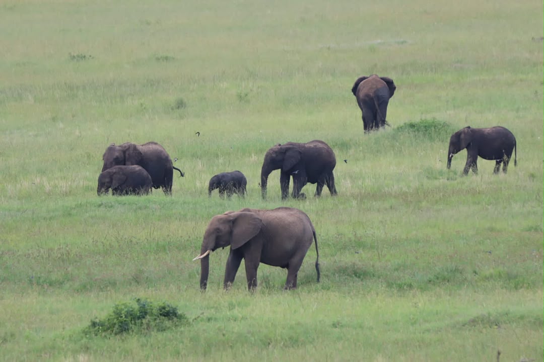 Elephants travelling together through Tanzania