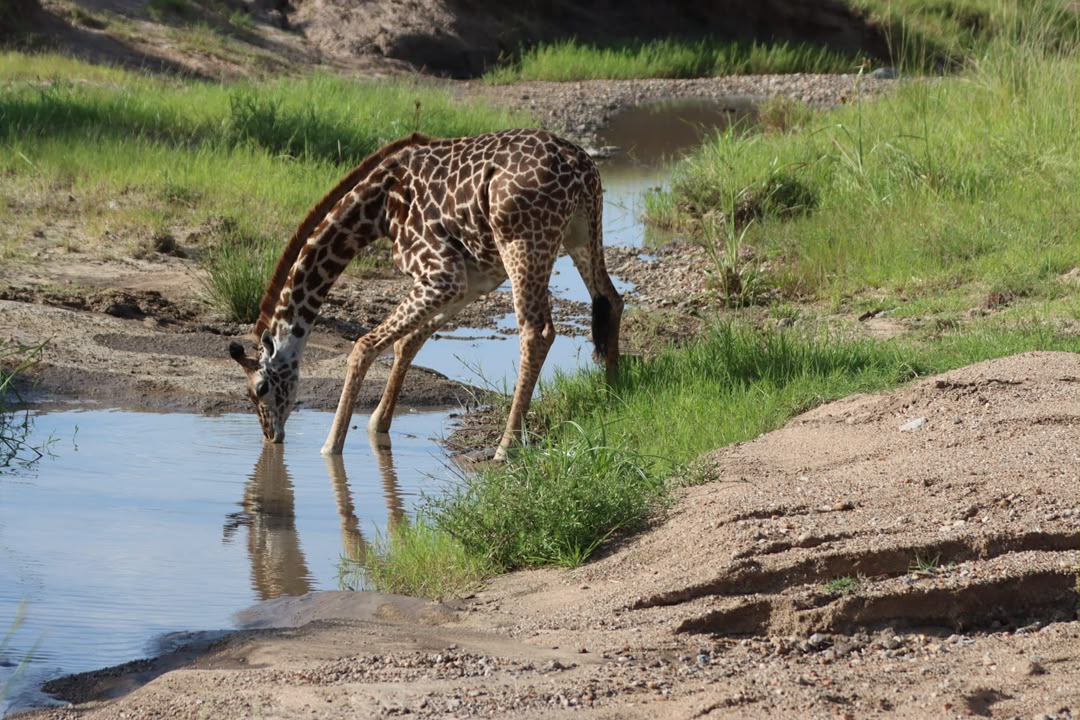 Giraffe lowering its head to drink