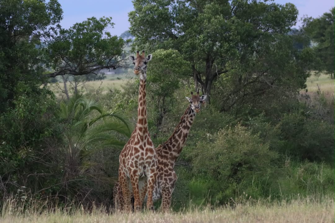Giraffes walking together across the savannah