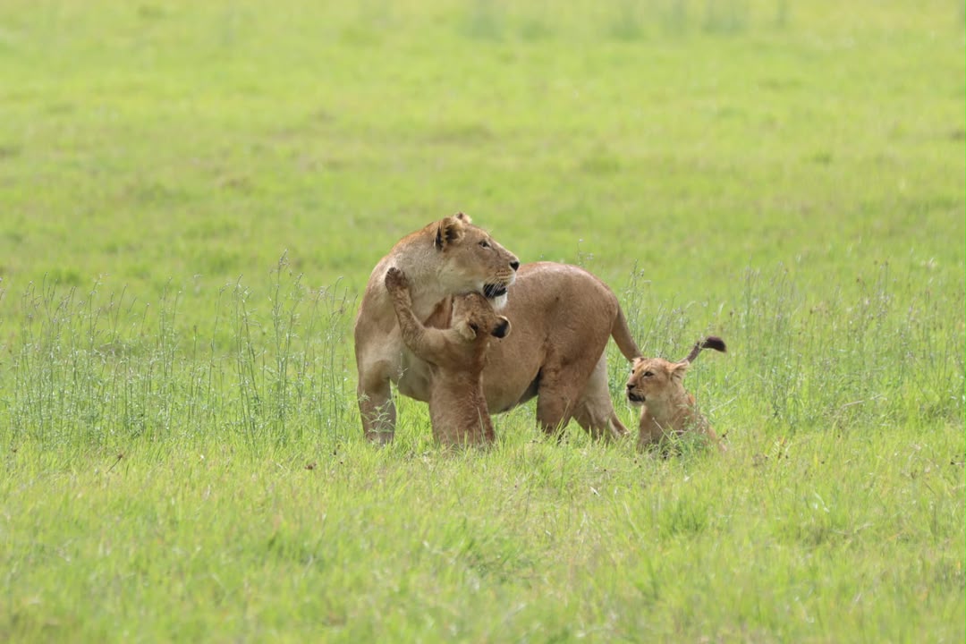Lioness walking with her cubs in green grassland