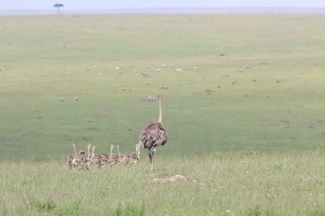 Ostrich in open Tanzania country