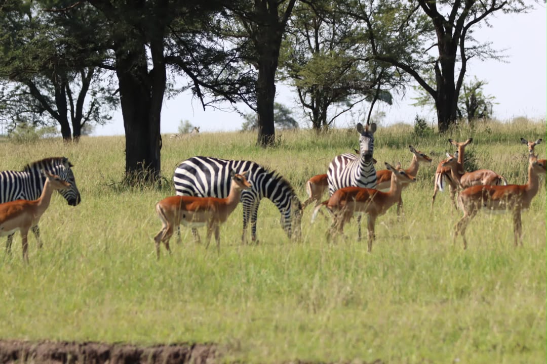 Zebras and antelopes together on the Tanzania plains