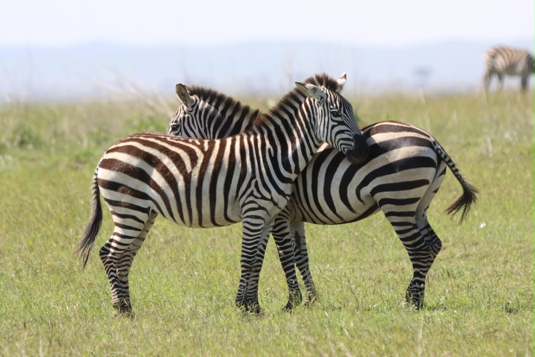 Zebras gathered on the Tanzania plains